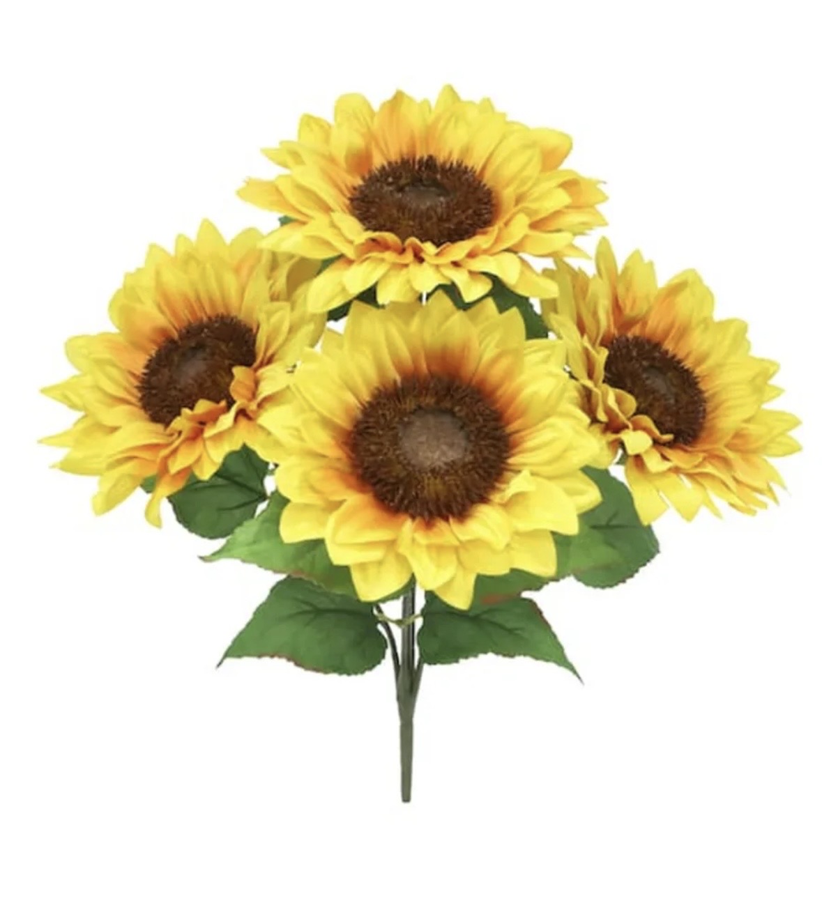 Fresh Sun flower